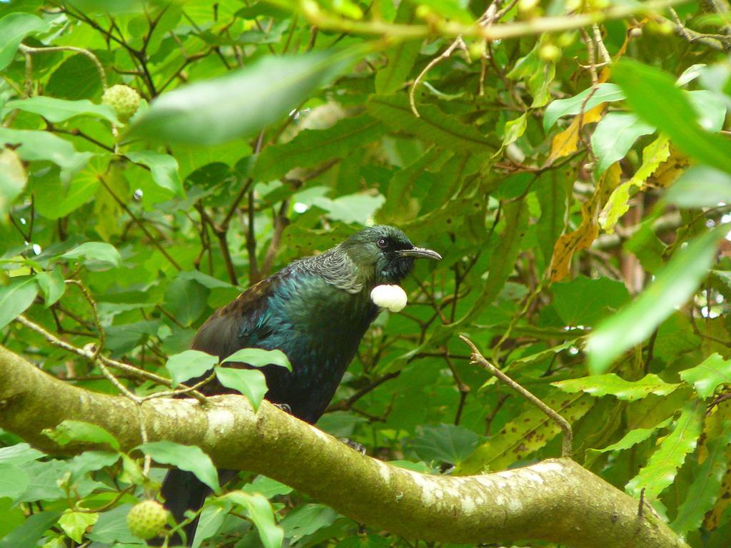 Mount Tutu Eco-Sanctuary Bed & Breakfast Ohauiti ภายนอก รูปภาพ